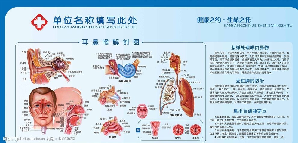 耳鼻喉科解剖图图片