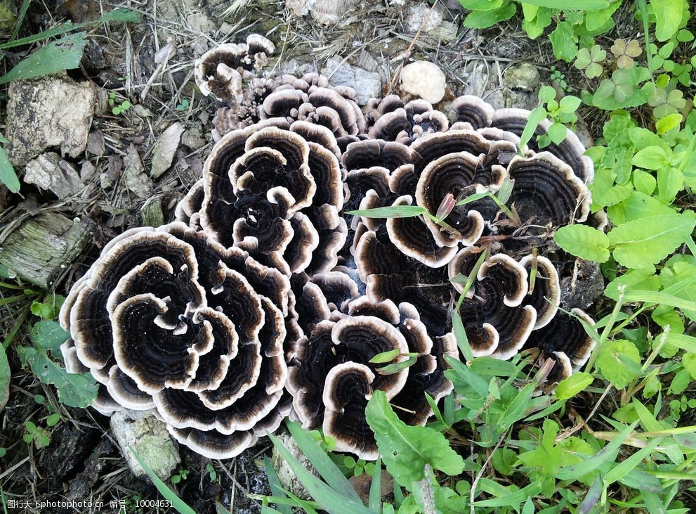 关键词:路边草地上的菌类 路边 草地 菌类 蘑菇 自然 树桩 花草盆栽