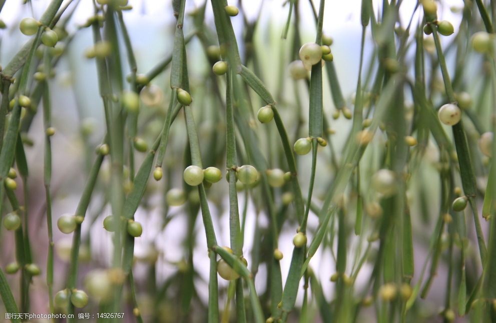 树上的寄生草图片