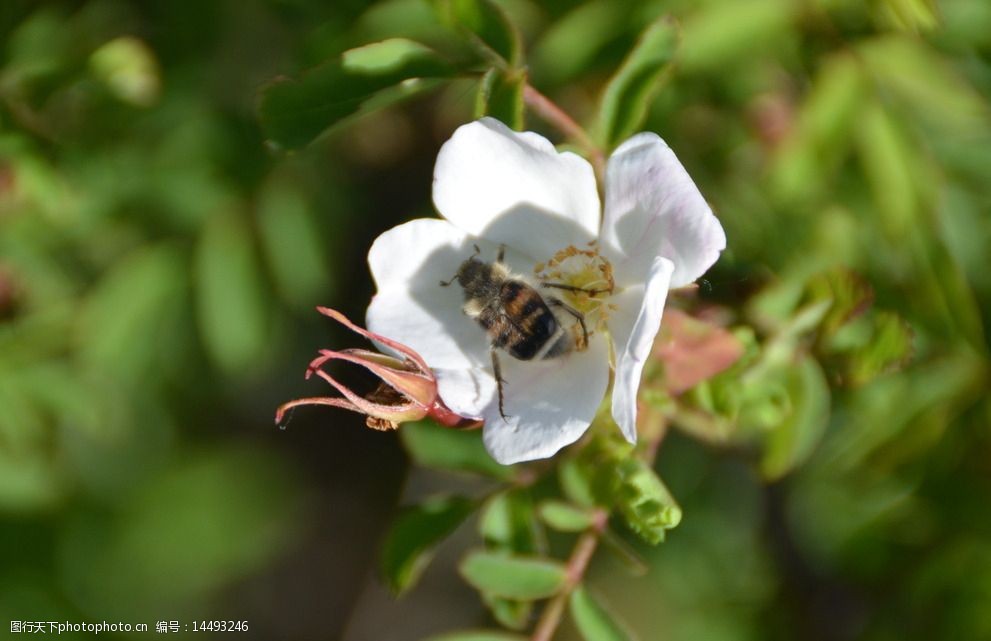 龙门石寨鲜花蜜蜂图片