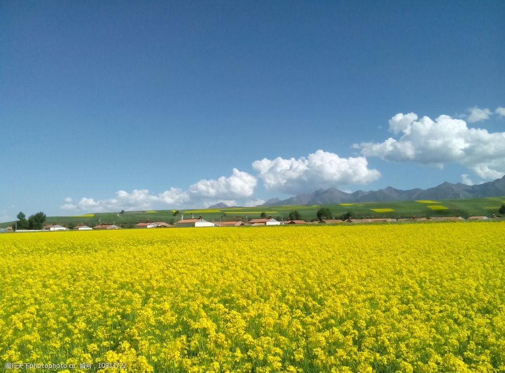 门源油菜花图片