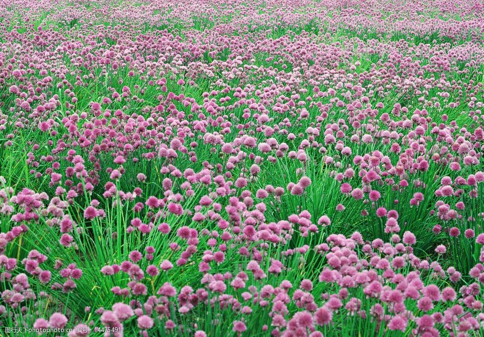 关键词:红色鲜花拍摄 粉色鲜花 风景摄影 花园 鲜花花卉 摄影 生物
