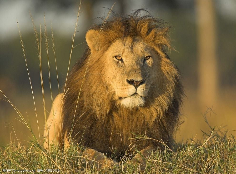动物 猫科 食肉目 猛兽 狮子 摄影 生物世界 野生动物 72dpi jpg