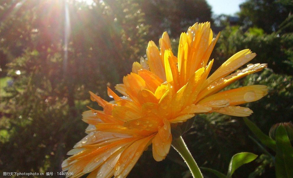 阳光下的菊花图片