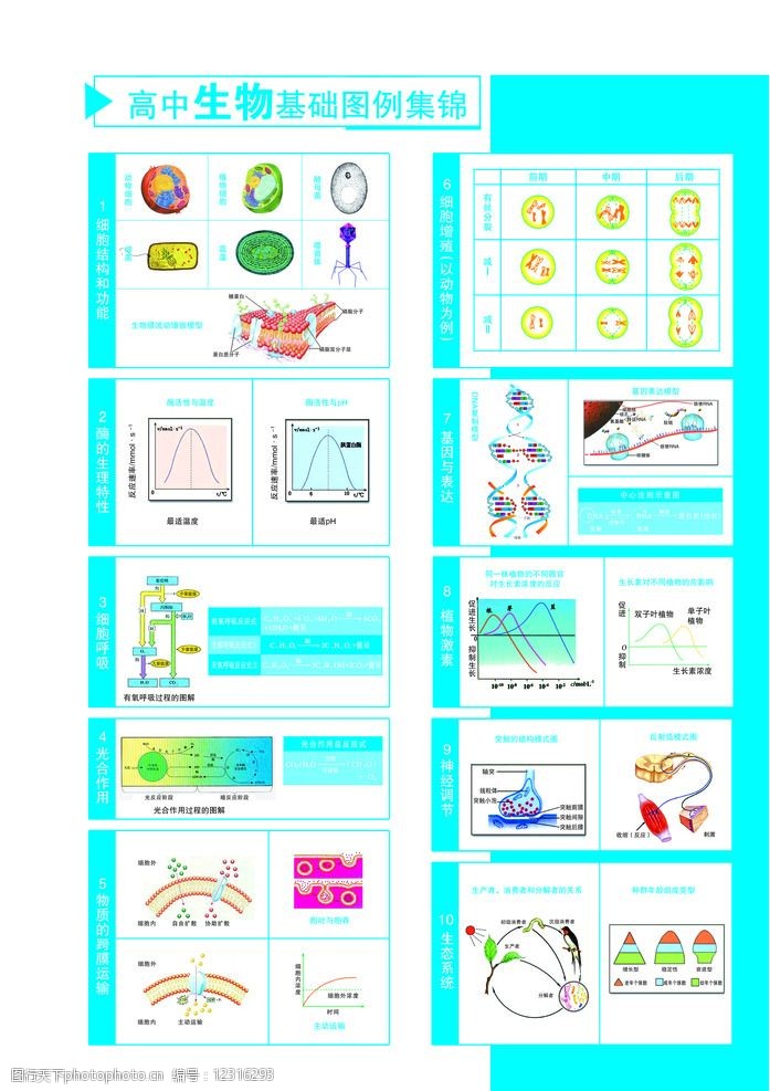 高中生物图例图片