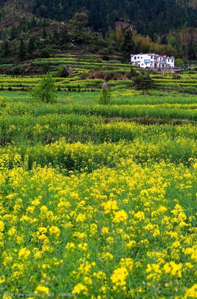 江岭梯田油菜花图片