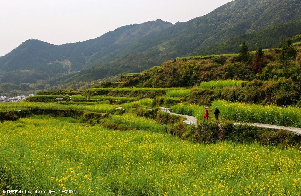 江岭梯田油菜花图片