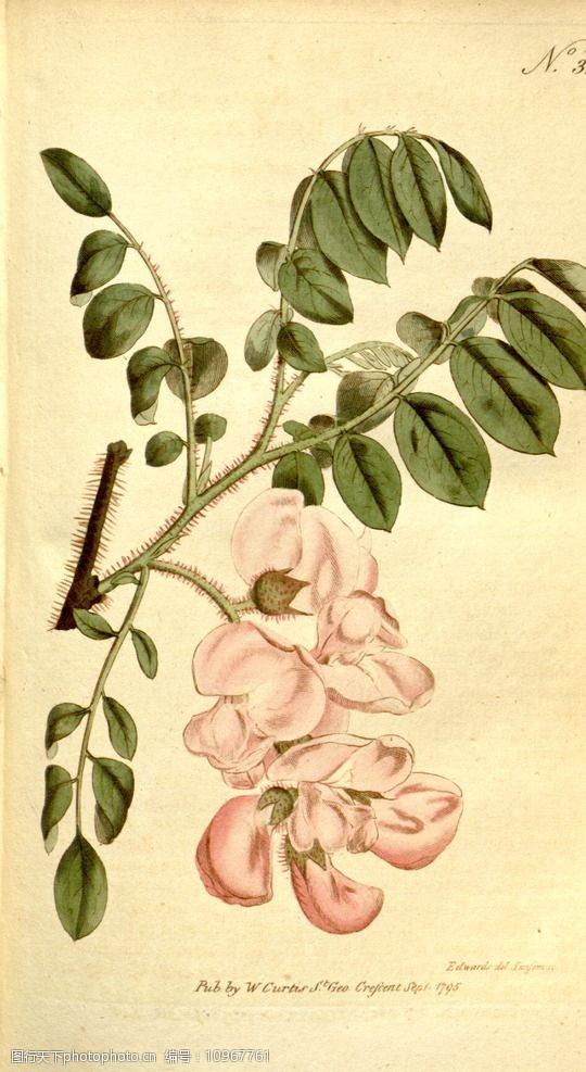 花类图鉴植物手绘图片
