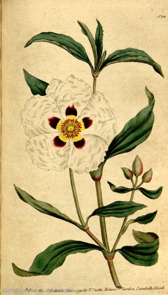 花类图鉴植物手绘图片