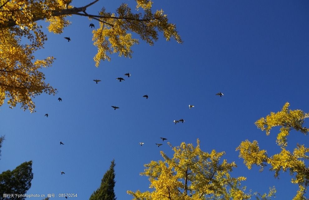 秋天 银杏树 大雁南飞 蓝天 jpg高清 摄影 生物世界 树木树叶 300dpi