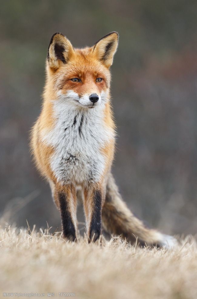 关键词:可爱狐狸 秦皇岛 野生动物园 野生动物 动物 狐狸 摄影 生物
