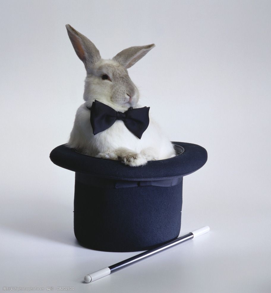 关键词:家兔 兔子 灰兔 新西兰兔 大兔子 魔术师 摄影 生物世界 家禽