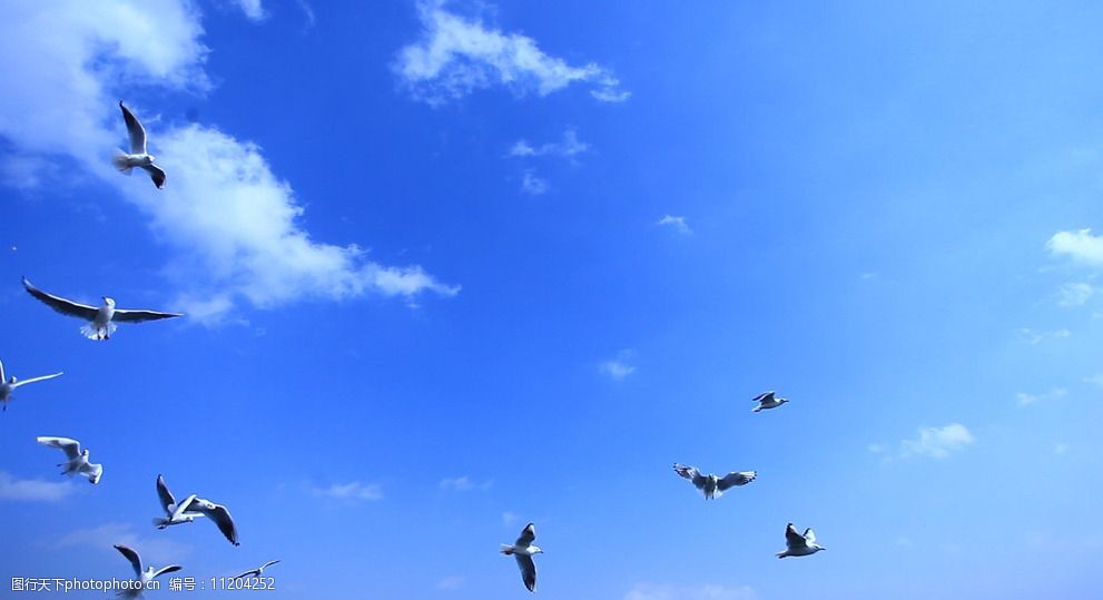 天空下的海鸥图片