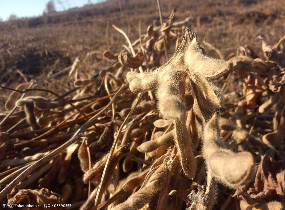 关键词:秋季的大豆荚 秋收 大豆 秋季的大地 枯草 收货的季节 摄影