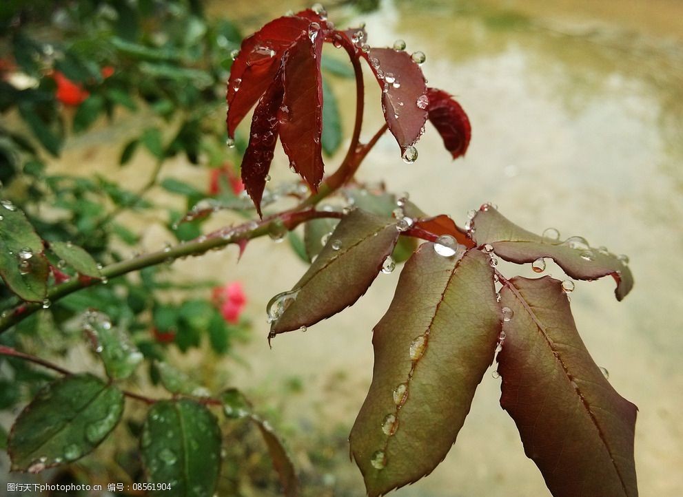 关键词:露珠 绿叶 水珠 雨天 植物 月季花叶子 花草集 摄影 生物世界