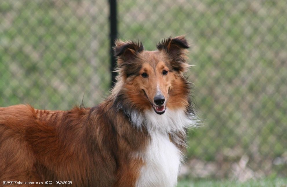 动物 大狗 牧羊犬 狗狗 摄影 jpeg 生物世界 家禽家畜 家狗 可爱 宠物