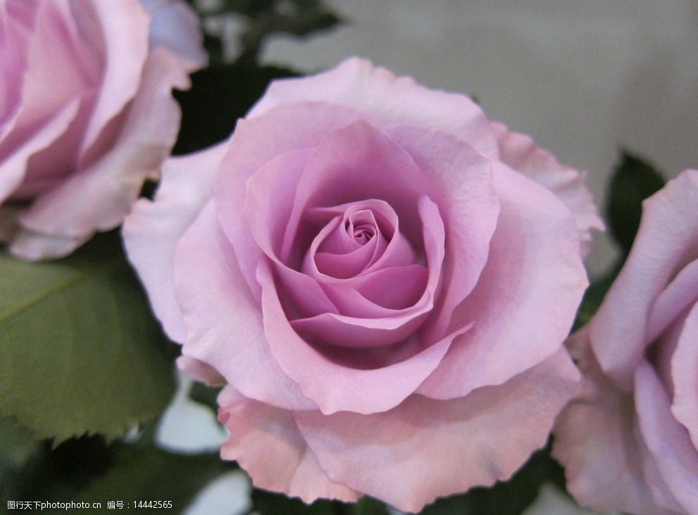 关键词:紫玫瑰 玫瑰 海洋之歌 花朵 植物 插花 自然 田园 摄影 生物