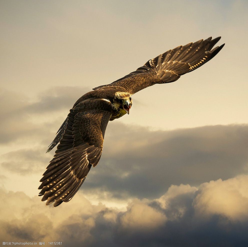 关键词:唯美老鹰 唯美 老鹰 鹰 动物 野生动物 翱翔 摄影 生物世界