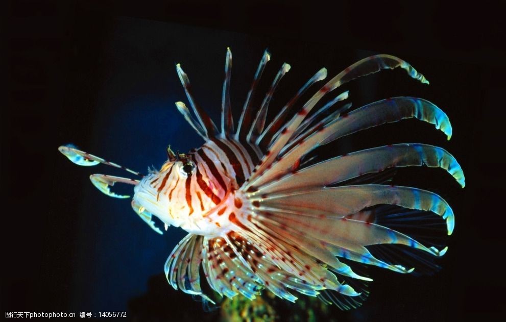 关键词:狮子鱼 热带鱼 观赏鱼 海水鱼 珊瑚礁 鱼 摄影 生物世界 鱼类