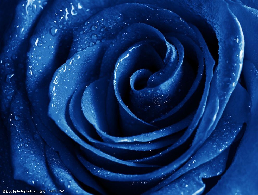 蓝色妖姬玫瑰花图片