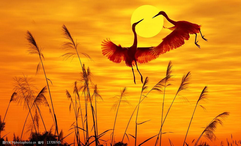唯美白鹤夕阳图片