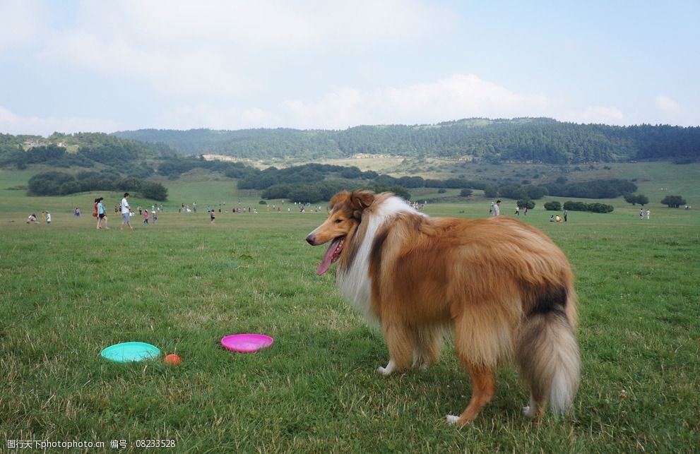 草原上的牧羊犬图片