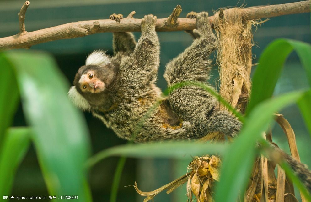 关键词:攀爬的毛狨 毛狨 食虫猴 南美洲物种 动物园 小猴馆 树枝 绿叶
