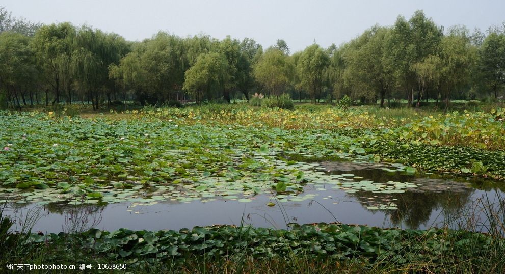 微山湖风光图片