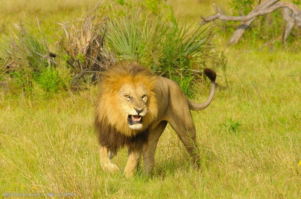 愤怒的狮子 狮子 雄狮 猛兽 猫科动物 凶猛 食肉动物 飞禽走兽 摄影