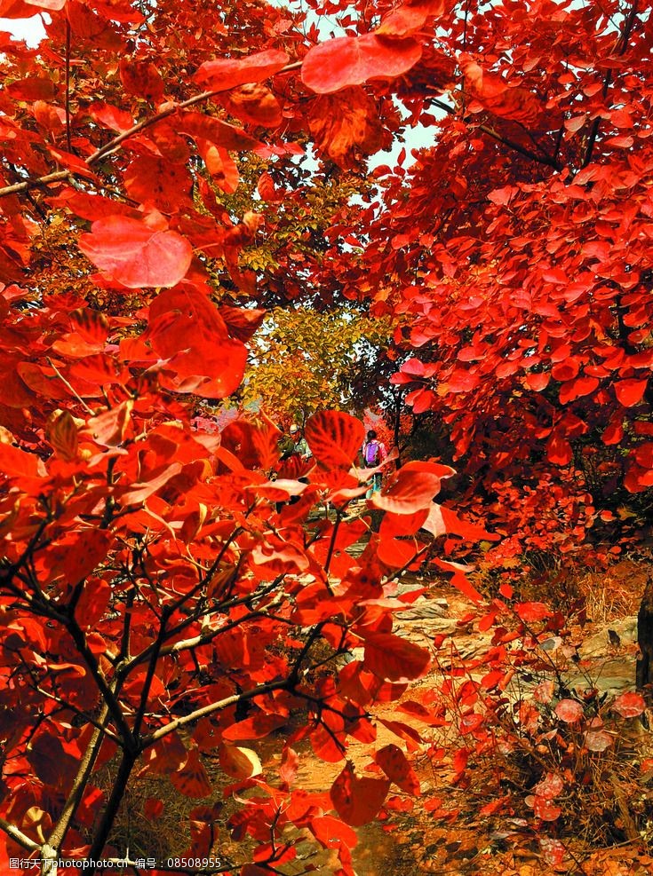 关键词:秋日红叶 风景 红叶 红树 树林 树木 小道 深秋 金秋红叶 摄影