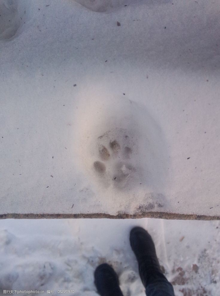 关键词:小动物摄影 宠物 可爱 猫脚印 窗台 大雪 摄影 生物世界 家禽