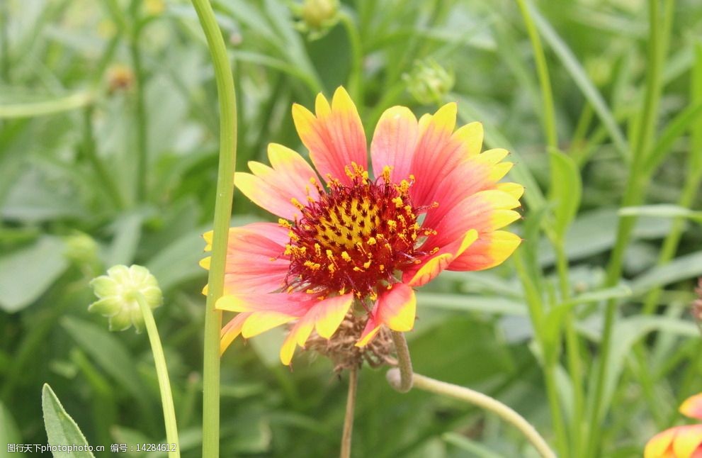 野葵花图片