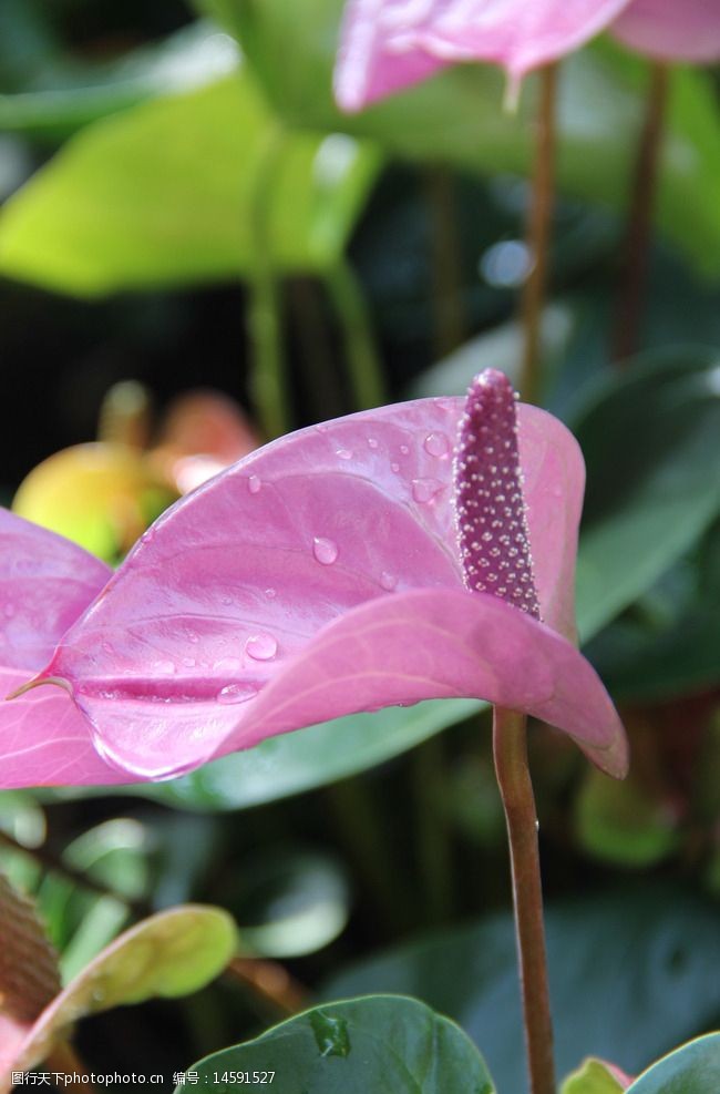 关键词:藕粉色热带花卉 藕粉色 热带 花卉 春夏 植物 摄影 生物世界