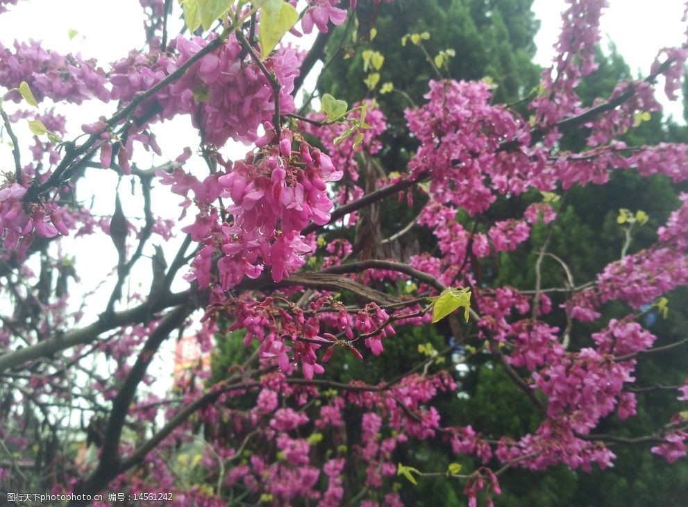 粉色鲜花树图片