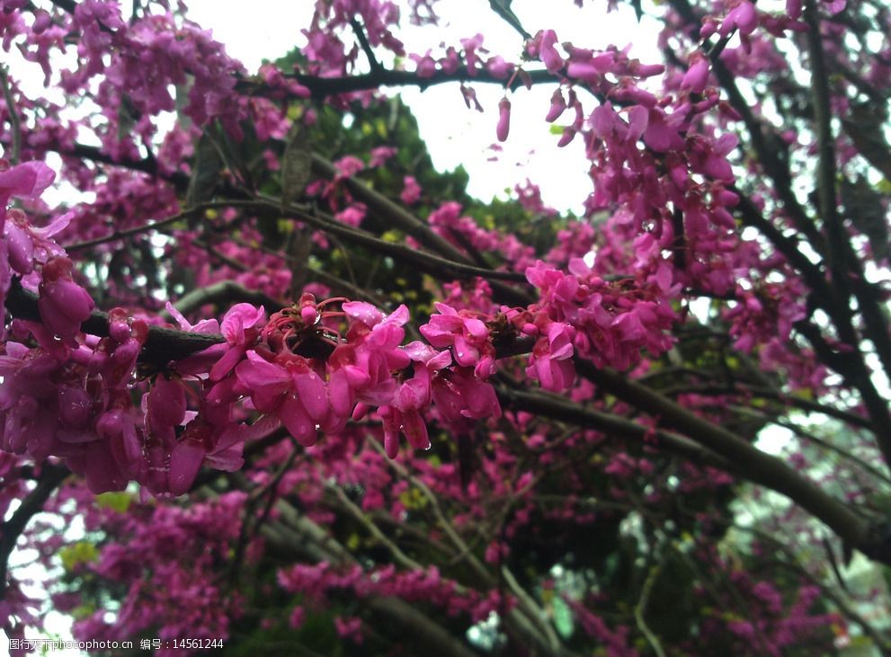 粉色鲜花树图片