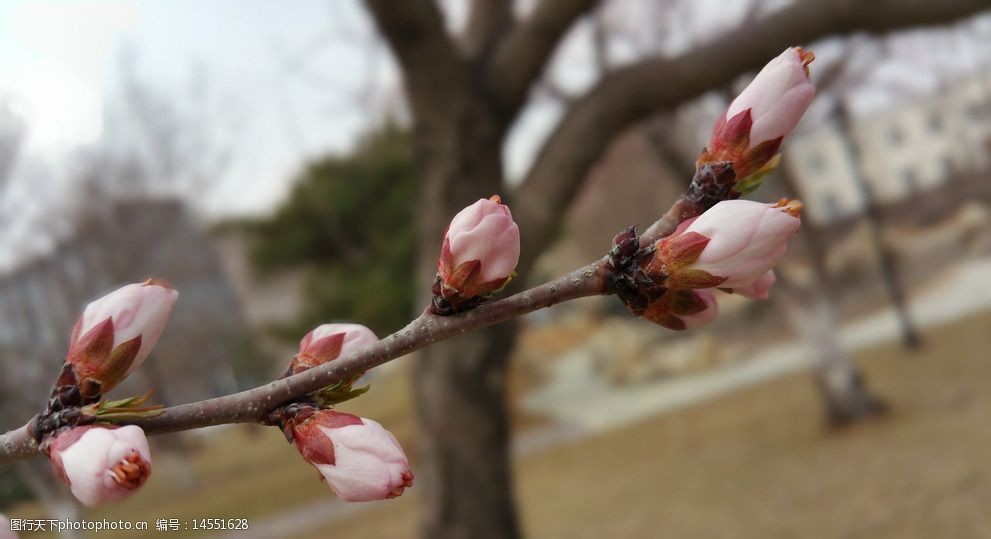 春天含苞待放的桃花枝图片