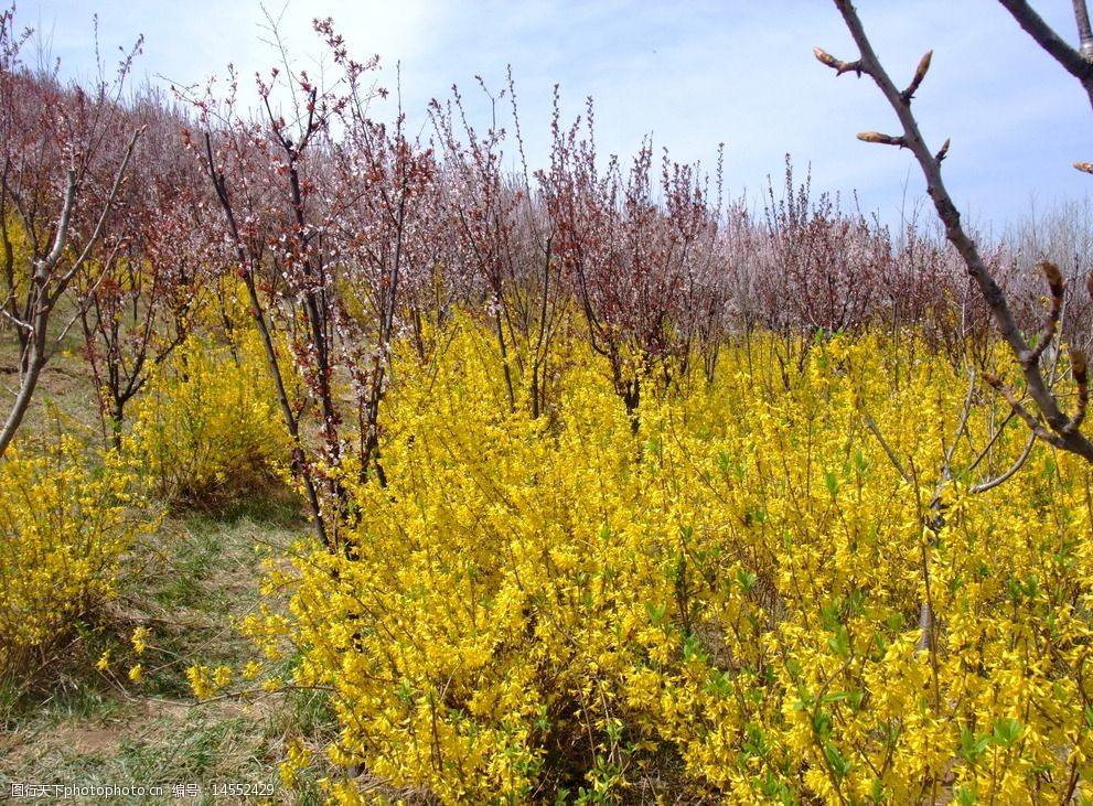 石家庄 南高基公园 春天 桃花 迎春花 山坡 摄影 生物世界 花草 72dpi