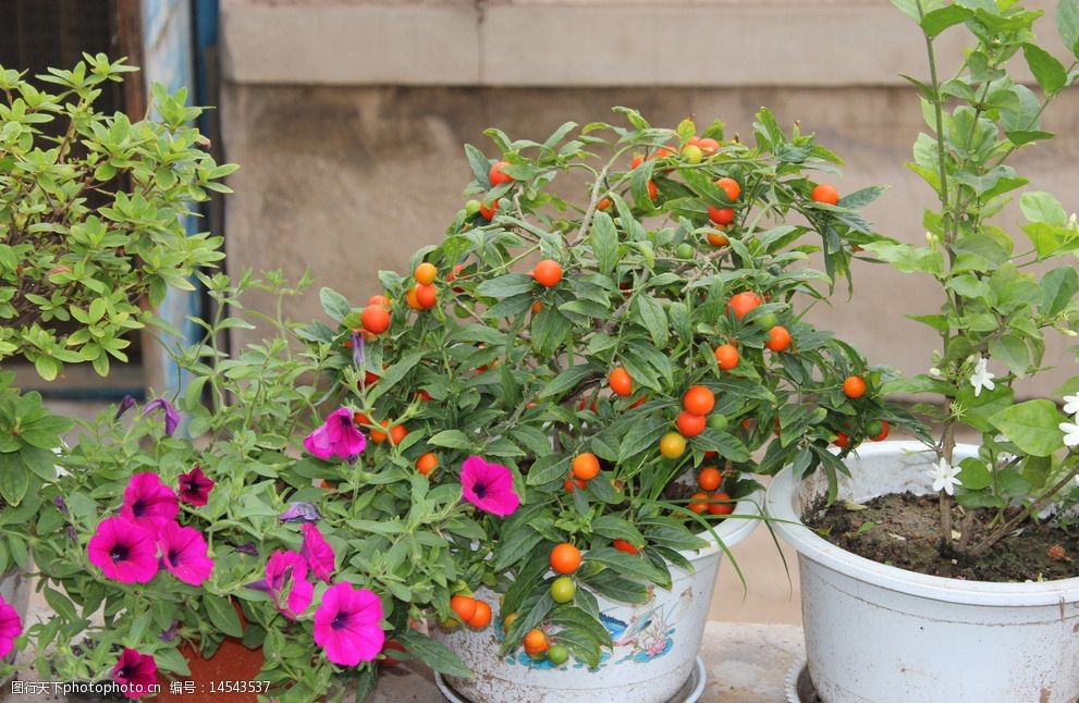 关键词:院墙上的花 看豆花 紫色花 鲜花 茉莉花 盆载 花盆 绿色 植物