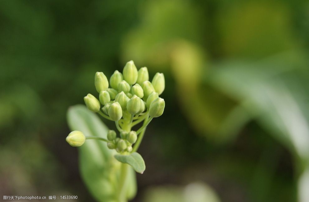 油菜花蕾特写图片