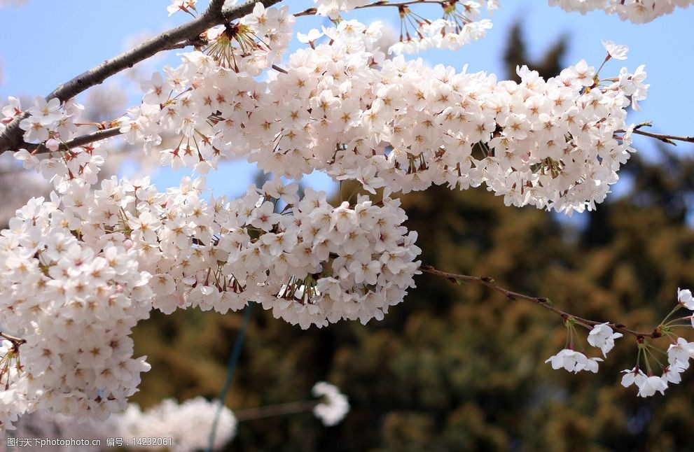 关键词:樱花摄影 樱花 春天 樱花路 樱花树 白色 花朵 开花 花瓣 浪漫