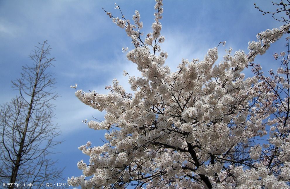 关键词:樱花摄影 樱花 春天 樱花路 樱花树 白色 花朵 开花 花瓣 浪漫