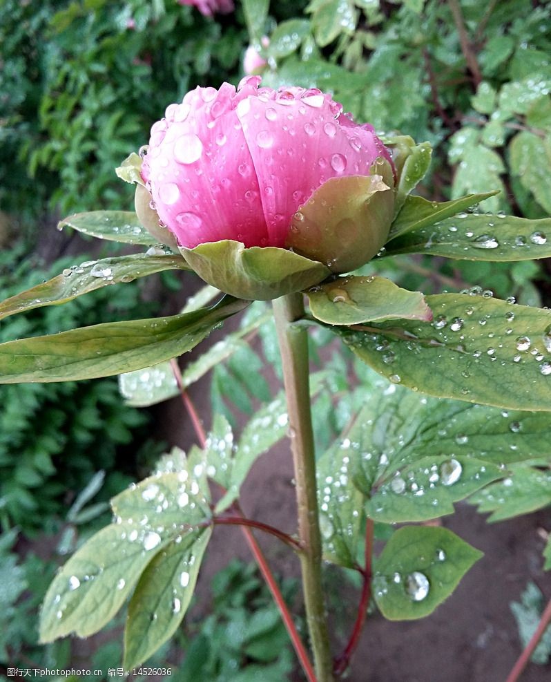 牡丹花蕾图片