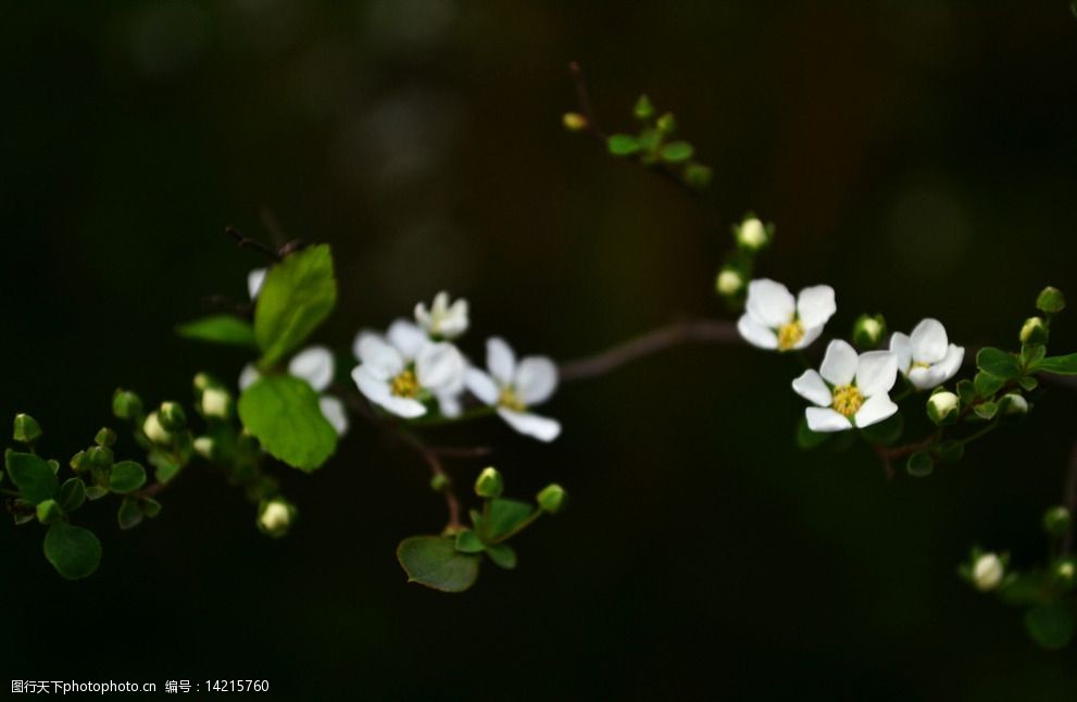 喷雪花 白色的花 白色小花 小白花 摄影 自然 植物 吹雪花 春天 春天