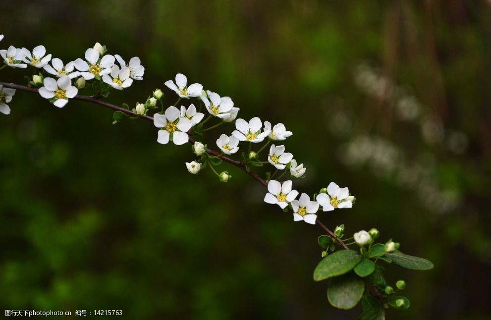 喷雪花 白色的花 白色小花 小白花 摄影 自然 植物 吹雪花 春天 春天