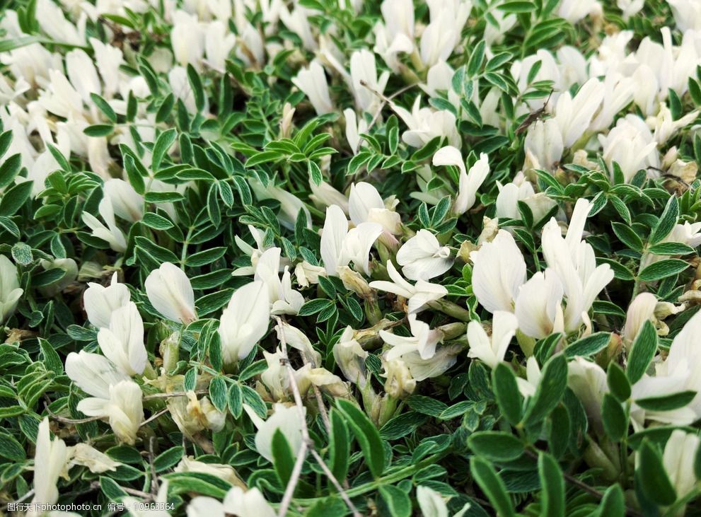 关键词:白色野花 白花 野花 野草 地皮草 植物 摄影 自然景观 自然