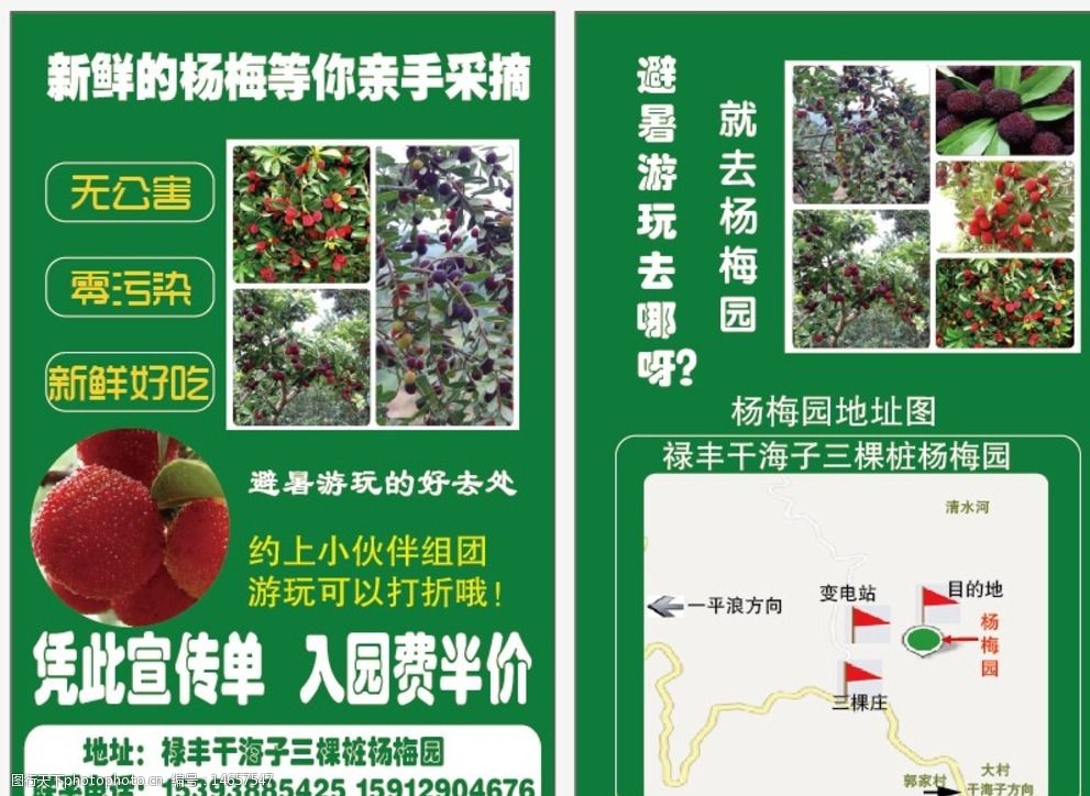 杨梅采摘园宣传单图片