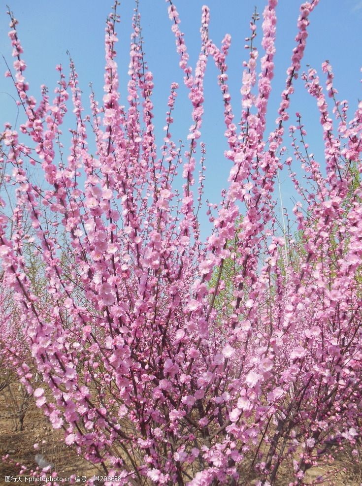 关键词:碧桃花 榆叶梅 粉色花 花树 花朵 蓝天 植物 花草 生物世界