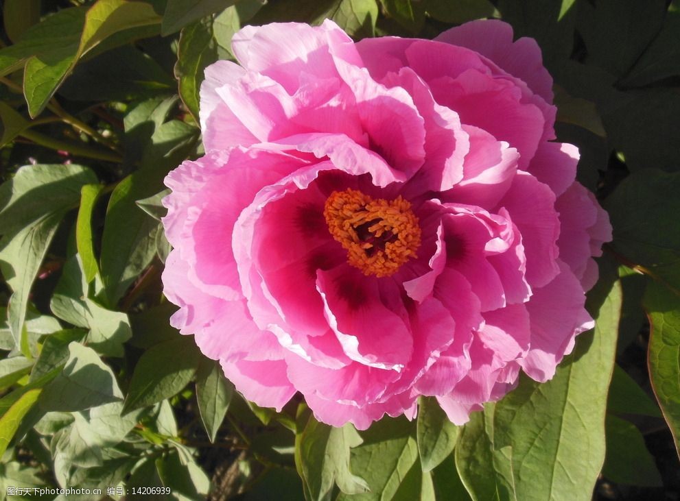 关键词:牡丹花 牡丹 大花 粉色花 花朵 花蕊 叶子 牡丹园 春天 生物