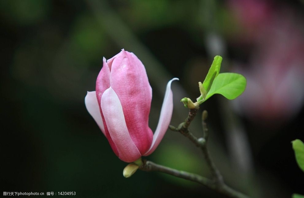 关键词:唯美 花 植物 自然 鲜花 花卉 花朵 玉兰花 玉兰 摄影 生物