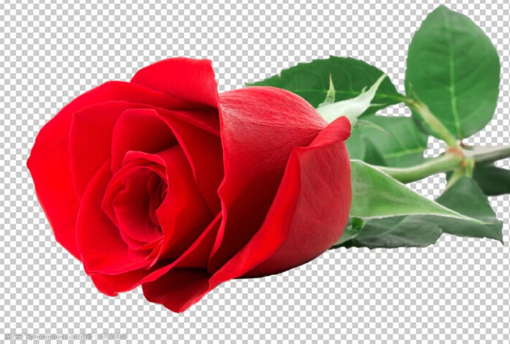 玫瑰花透明背景高清素材图片